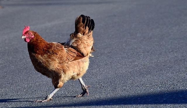 Découvrez le jeu de casino en ligne Chicken Road à Paris à France